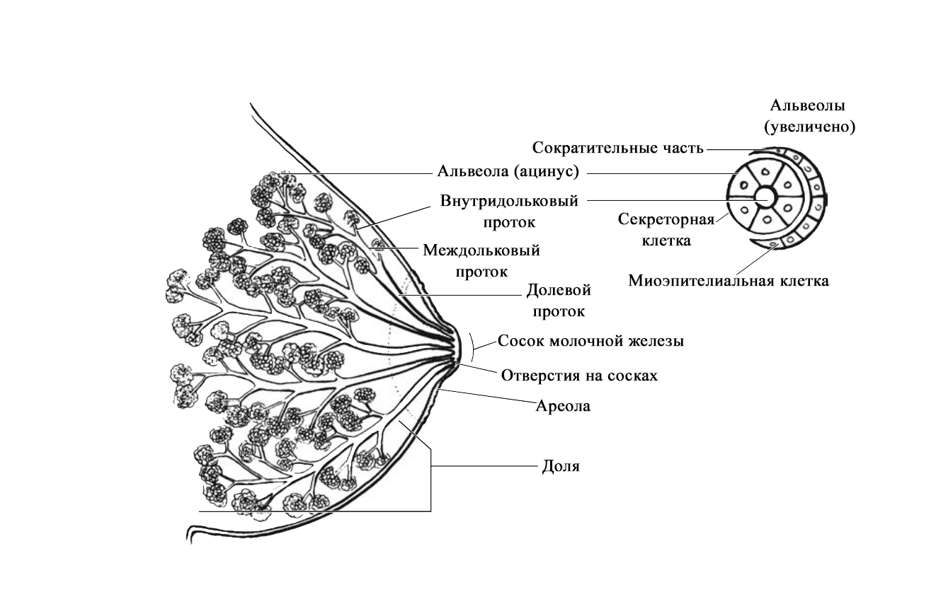 Грудное вскармливание. Анатомия. Физиология (обзор литературы). - Мысли  вслух, обзоры и пр. ... - Каталог статей - Сайт Яковлева Я.Я.